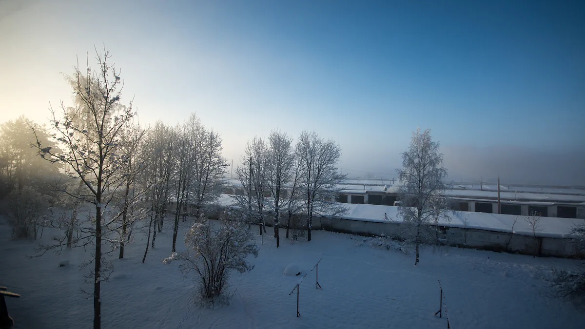 Frost-covered trees in a snowy winter landscape